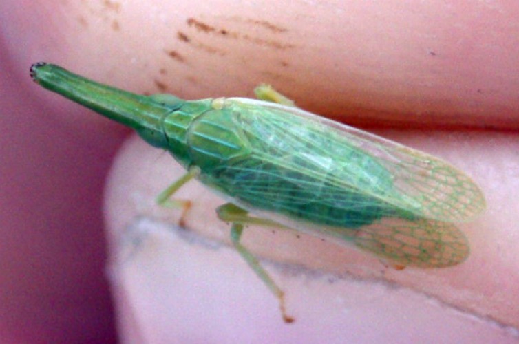 Dictyophara pannonica
